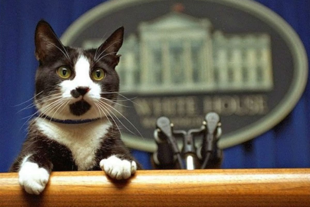 Socks paseó por todos los ambientes de la Casa de Gobierno