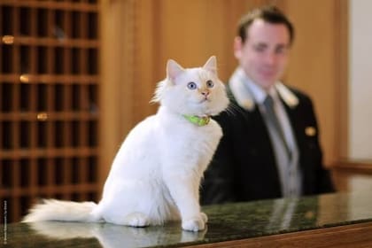 Sócrates, de raza Sacred Birman Gen Z, podría ser tan famoso como los habitués del hotel: Jared Leto, Elle Fanning, Julia Roberts