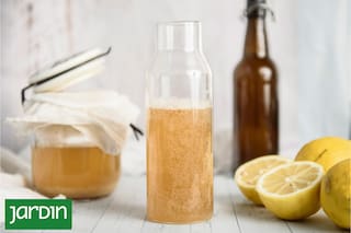 Fermentados y germinados, los aliados vivos que reemplazan a las cocciones pesadas