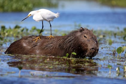 El carpincho y la garza, dos especies habituales de los Esteros del Iberá