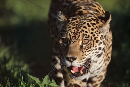 El yaguaraté estaba casi extinto y CLT está trabajando en su reintroducción