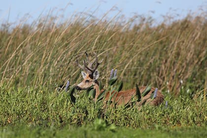 El ciervo de los pantanos es otra de las especies que conviven en la zona