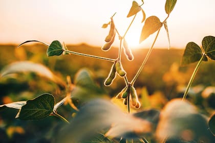 Los fondos de inversión especuladores esperan que el tiempo seco y caluroso afecte los cultivos estadounidenses