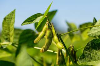 Agricultura: microplásticos y crecimiento de las plantas