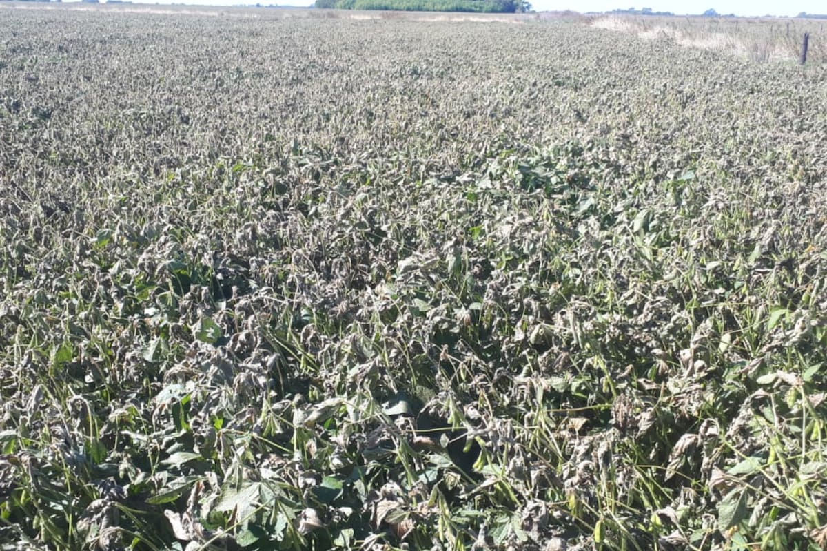 Soja afectada por la helada en el partido bonaerense de Junín