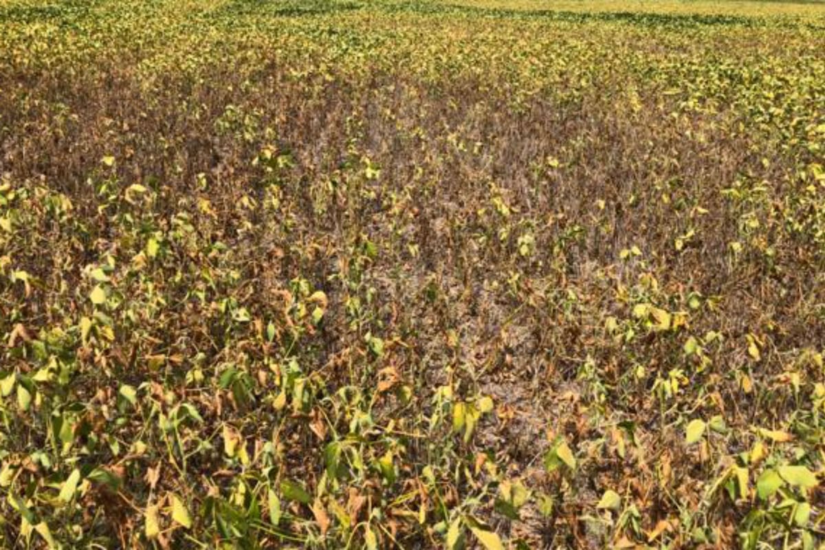 Soja afectada por la sequía en la zona de Arrecifes, sobre la ruta 191