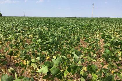 Soja con si´ntomas de estre´s hi´drico