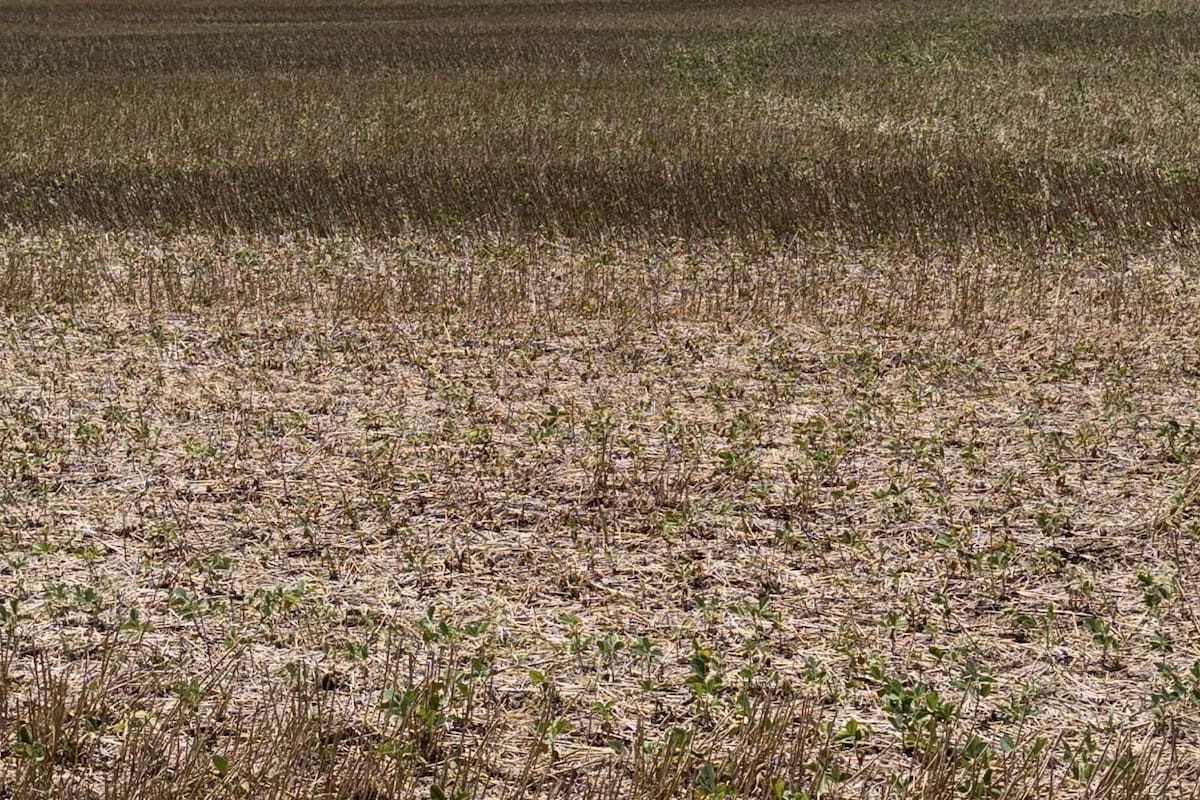 Soja de segunda que el productor Domenech dice está "quemada" en Pergamino