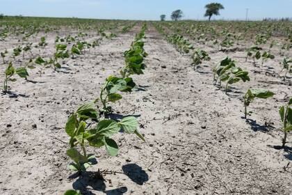 Soja en Casbas (Buenos Aires) a fin de noviembre pasado