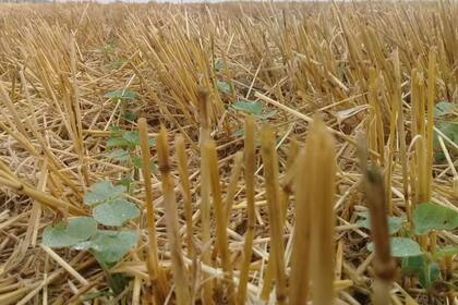 La soja crece entre el rastrojo en la zona de Lobería