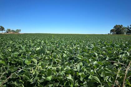 Soja, estable tras fin a exención de impuestos a la exportación en Argentina