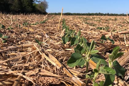 En la Argentina está estancada la producción de soja