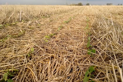 Soja sobre cultivo de servicio
