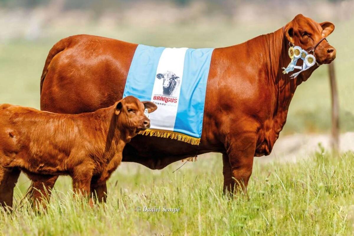 Sol, la vaca Brangus Colorada que Ganadera Arandú, de Paraguay, compró en un 33% en $10.500.000 (potenciales $31.500.000 en un 100%). Gentileza: Colombo y Magliano SA
