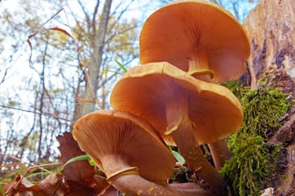 Solamente las setas de los hongos de miel, como éstas en la imagen, pueden verse sobre la superficie