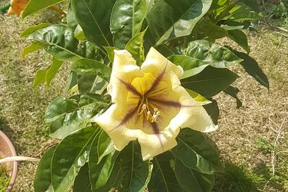 Solandra maxima, sin sequía