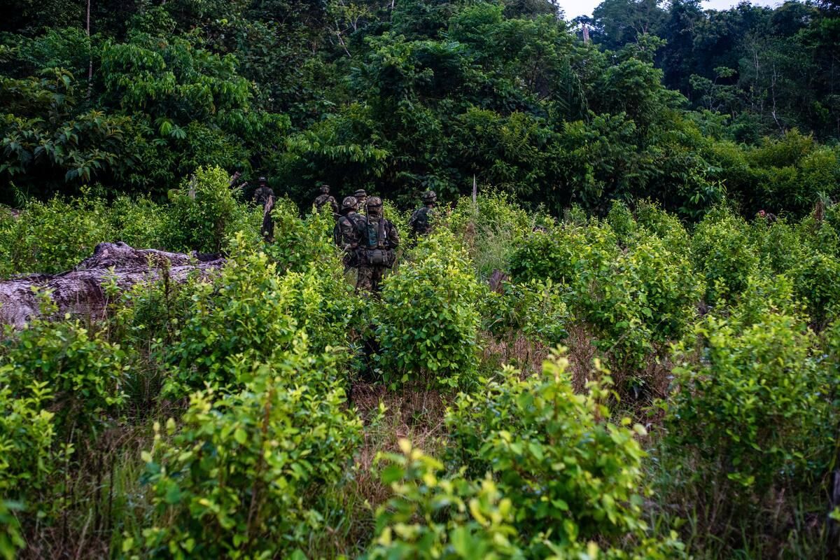 Soldados colombianos patrullan la selva en busca de laboratorios de cocaína