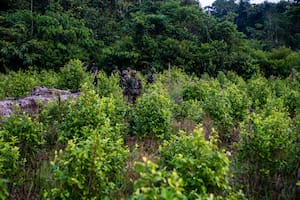 Soldados colombianos patrullan la selva en busca de laboratorios de cocaína