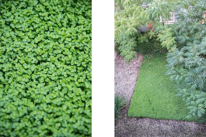 Soleirolia soleirolii, una especie rastrera que crece en zonas oscuras y húmedas y es fácil de cultivar a la sombra ya que no requiere muchos cuidados