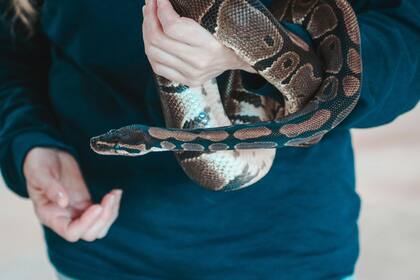 Solo 6 de las 37 especies de serpientes que hay en Carolina del Norte son venenosas