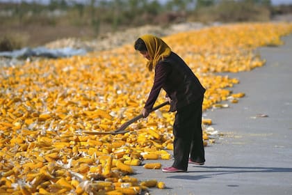 Sólo el 13% de la tierra china es apta para la agricultura