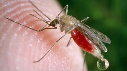 Solo en el año 2018, este insecto fue responsable de alrededor de 725.000 muertes