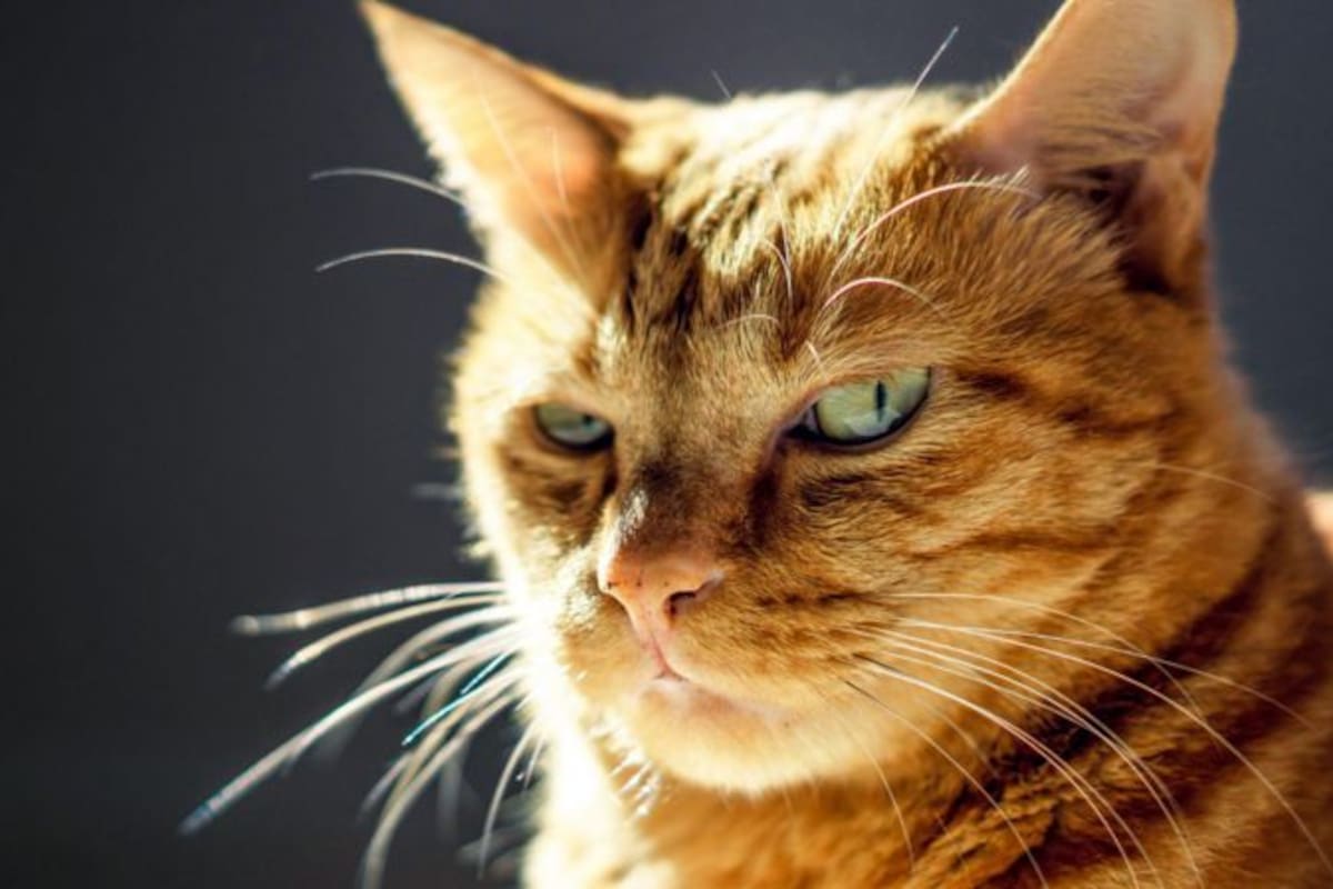 Solo en México hay más de 16,3 millones de gatos en hogares