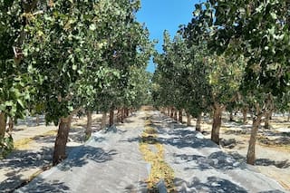 Ya hay 10.000 hectáreas de un cultivo que desató una ola de inversiones
