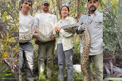 Solo entre uno y tres ejemplares de pitón se detectan por cada 100 que habitan el ecosistema