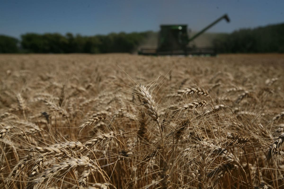 Solo los buenos rindes en zonas de Buenos Aires permitirían sostener la proyección de 16,8 millones de toneladas