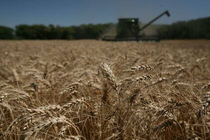 Solo los buenos rindes en zonas de Buenos Aires permitirían sostener la proyección de 16,8 millones de toneladas