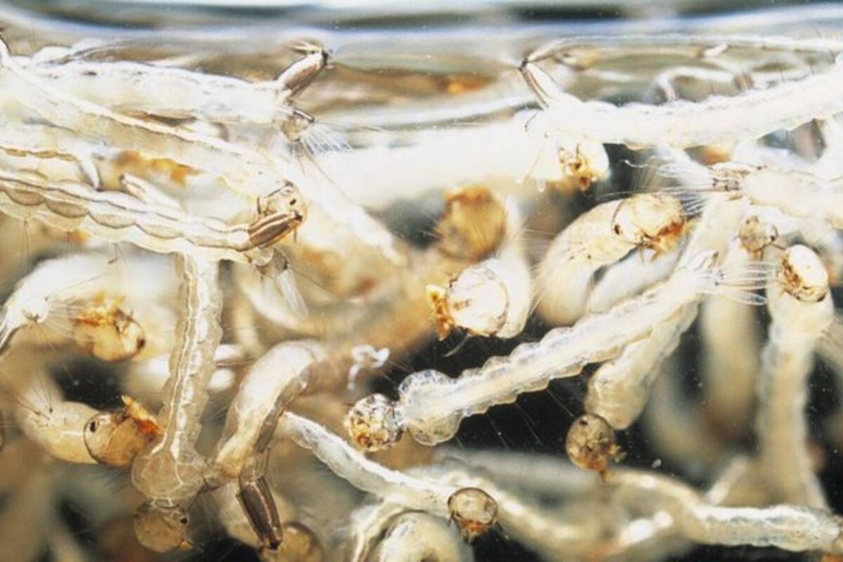 Sólo los mosquitos hembra pican. La sangre sirve para alimentar los huevos que después se harán larvas en el agua estancada