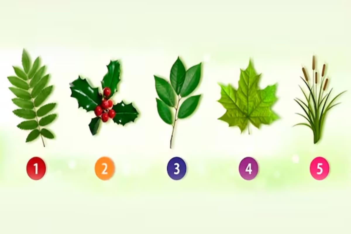 Solo se debe elegir una de las hojas para describir más sobre tu personalidad