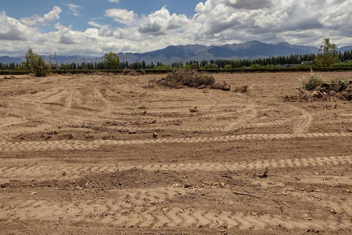 Solo tierra. Un exviñedo en Vistalba, Luján de Cuyo. Foto de Pablo Mannino