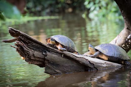 Solo una de cada 1000 tortugas que nacen llega a la edad adulta