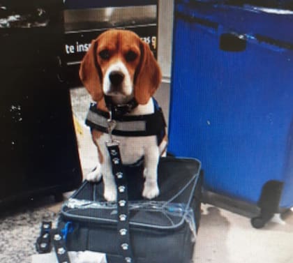 Son 10 perros de la raza Beagle que trabajan en la Brigada Canina del Senasa