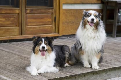 Son animales a los que les gusta el exterior y se adaptan muy bien con familias que salen con frecuencia