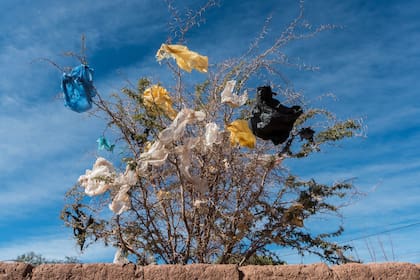 Son cada vez más los estudios que no apuntan solo a los impactos a la biodiversidad, o la contaminación que hay detrás de los plásticos, sino también a su creciente presencia en el cuerpo humano