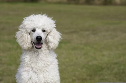 Son la segunda raza más inteligente de perros, superados solos por los Border Collie