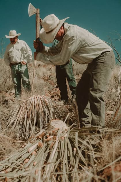 Son las cabezas de la planta, también llamadas piñas, las que se llevan a la vinata (Foto: BBC Mundo)