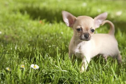 Son los perros más pequeños del mundo