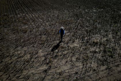 Son más de 700 productores bonaerenses de 51 partidos que están esperando que se homologue la declaración de emergencia agropecuaria