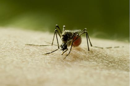 Cómo espantar los mosquitos con métodos caseros