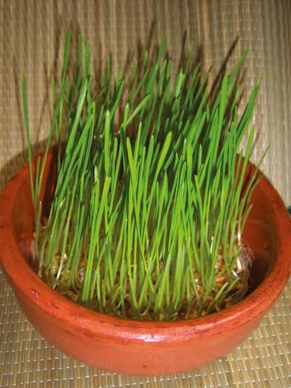 Son muy nutritivos, rápidos para germinar y se conservan durante 8 días en la heladera