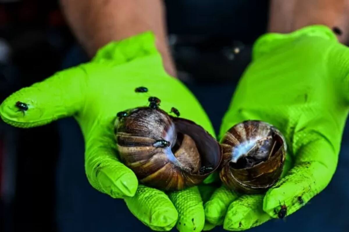 "Son peligrosos para nuestra salud porque portan parásitos llamados gusanos pulmonares, que pueden producir meningitis en humanos", dijo la comisionada de agricultura de Florida, Nikki Fried