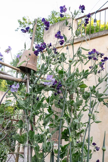 Son plantas ideales para trepar por tutores o alambrados.