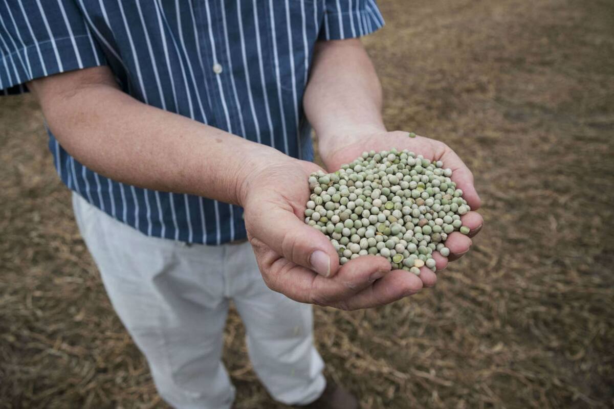 Son siete las empresas habilitadas para exportar arvejas a China