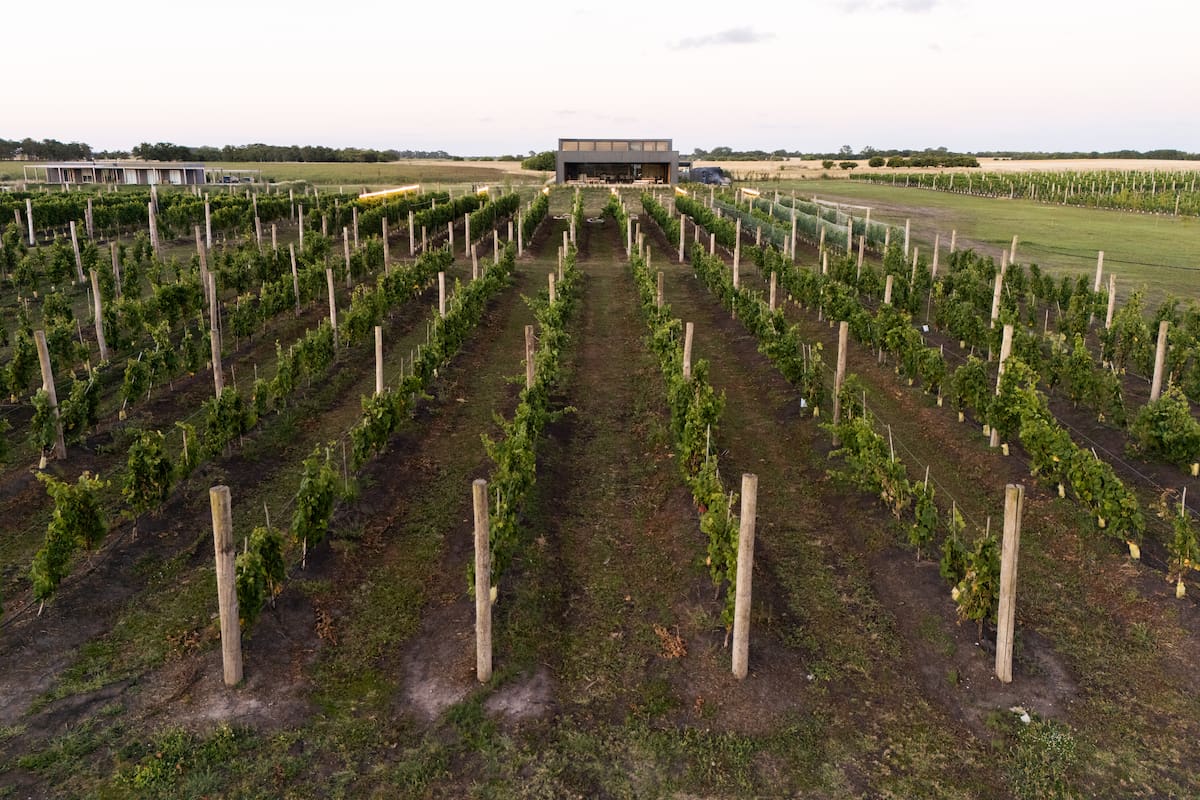 Son siete las hectáreas plantadas con vides