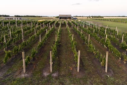 Son siete las hectáreas plantadas con vides