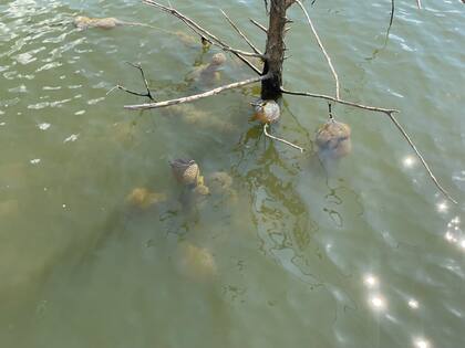 Son varias familias del filo Bryozoa (la mayoría de los briozoos de agua dulce pertenecen a la clase Phylactolaemata)